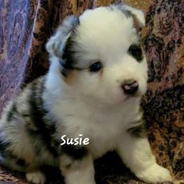 Susie - Blue merle female Miniature Australian Shepherd puppy in Waxhaw, North Carolina from Cane Creek Aussies