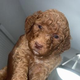 Summer - Red  female Poodle puppy in Sandy Springs, Georgia from Amore’ Poodle Co.