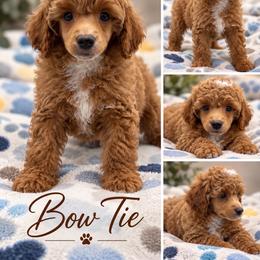 Bow Tie - Red  male Poodle puppy in Grass Valley, California from Sapphire Ridge Poodles