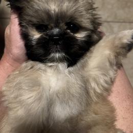 Shih Tzu, Shorkie, and Yorkshire Terrier Puppies from Tiny Tales Co.