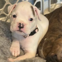 Poppy - White female Boxer puppy in Ocala, Florida from Bowers Boxers