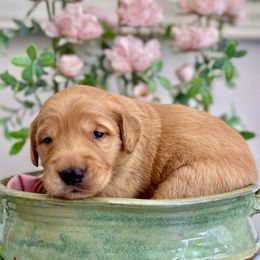 5th Female - Dark golden female Golden Retriever puppy in Ohatchee, Alabama from The Golden Life
