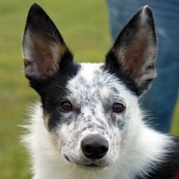 Finn - Border Collie