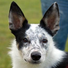 Finn - Border Collie