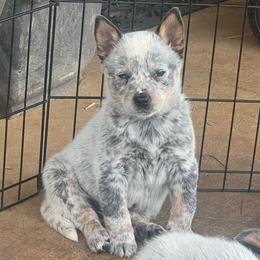 Boy 5 - Blue mottled male Australian Cattle Dog puppy in Irvington, Kentucky from Dry Valley’s Australian Cattle Dogs