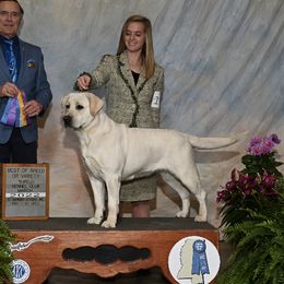 Nova - Labrador Retriever