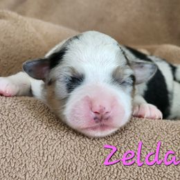 Zelda - Blue merle female Miniature American Shepherd puppy in Hicksville, Ohio from Mapleleaf MAS & AHT