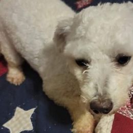Bichon Frises from Mckinney Bichon Frise