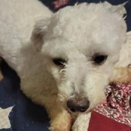 Bichon Frises from Mckinney Bichon Frise