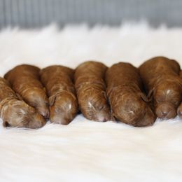 Goldendoodle Puppies from Goldendoodle Utah