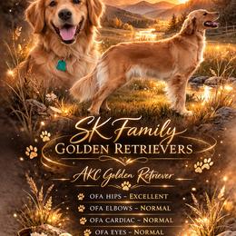 Golden Retriever puppies from SK Golden Retrievers