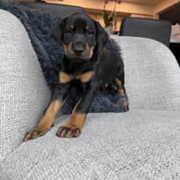 Doberman Pinscher Puppies from Haus of Hound