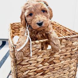 Bernedoodle and Goldendoodle Puppies from Hommel’s Mini Darling Doodles