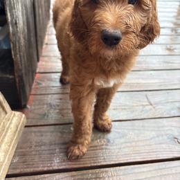 Green - Red  male Goldendoodle puppy in Buda, Texas from Anita’s Doodles