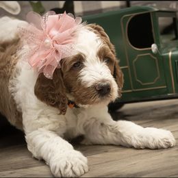 Goldendoodle Puppies from Best Doodles