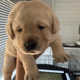 Labrador Retriever puppies from Raising Hope Labradors