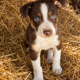Liberty - Tri-color female Border Collie puppy in Lakeport, California from Akins Aussies/Wild Rose Ranch