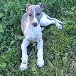 Miniature American Shepherd and Whippet Puppies from Amulet Charm