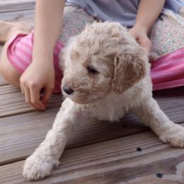 John Adams - Yellow and white male Bernedoodle puppy in Woodland, Georgia from Bethel Doodle Ranch