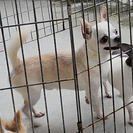 Chihuahua puppies from Dynasty Farms AKC Chihuahuas