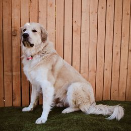 Annie - Colorado Mountain Dog