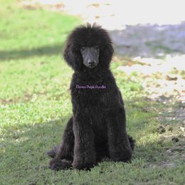 Ruby - Blue female Poodle puppy in Fort Calhoun, Nebraska from Devin’s Purple Poodles