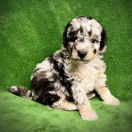 Bernedoodle and Cavapoo Puppies from Colorful-K9'S