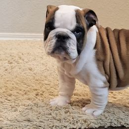 Bulldogs from Fithian's Bulldogs