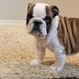 Bulldogs from Fithian's Bulldogs
