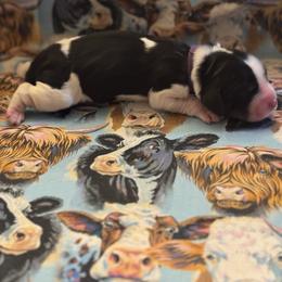 Girl 1 - Black white and tan female English Springer Spaniel puppy in Braidwood, Illinois from A & R Springers