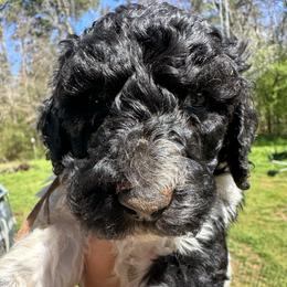 Okra - Parti female Labradoodle puppy in Greensboro, Georgia from B’s Doodles
