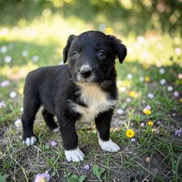 Lyric - Black tri-color female Australian Shepherd puppy in Statesville, North Carolina from Charming Australian Shepherds