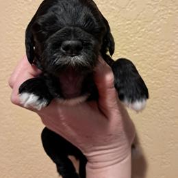 Aussiedoodle and Cockapoo Puppies from Ouachita River Cockapoos