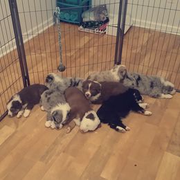 Australian Shepherd Puppies from Johnson Aussies