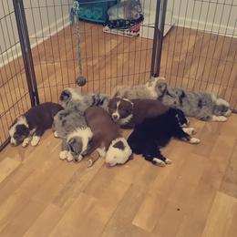 Australian Shepherd Puppies from Johnson Aussies