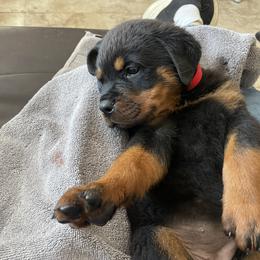 Red is black and tan - Black and mahogany female Rottweiler puppy in Jacksonville, Florida from Ketelhaus Rottweilers