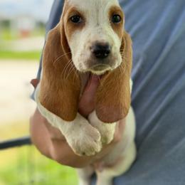 Tommy - Red and white male Basset Hound puppy in Oronogo, Missouri from Dutton's Show Me Farms