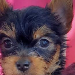 Yorkshire Terriers from J&M Yorke Farm