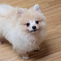 Throwback Johnny - Cream male Pomeranian puppy in Danielsville, Georgia from PassionatePomPoms