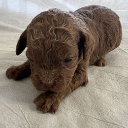 Urilla - Red Cockapoo puppy in Sheridan, Missouri from Shepherdsfold’s Cockapoos