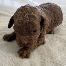 Urilla - Red Cockapoo puppy in Sheridan, Missouri from Shepherdsfold’s Cockapoos