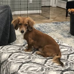 Barbie - Dachshund