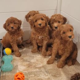 Goldendoodle and Poodle Puppies from Gorgeous Goldendoodles