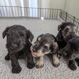 Girl 4 - Black Miniature Schnauzer puppy in New Windsor, Maryland from Classic Miniature Schnauzers