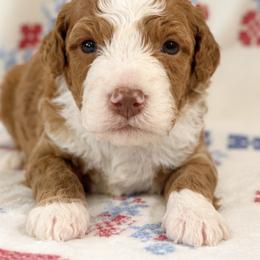 Harry - male Australian Mountain Doodle puppy in Temecula, California from Country Hills Doodles