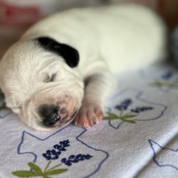 Male Picking Spot 1 - White and black male Dalmatian puppy in Hawkins, Texas from Snow Dalmatians