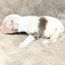 Girl 2 - Red merle female Toy Australian Shepherd puppy in Alabama from SBA Aussies