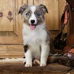 Coppertone - Blue merle female Australian Shepherd puppy in Grapeland, Texas from Smokin K Aussies