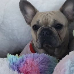French Bulldogs from Bells Frenchies