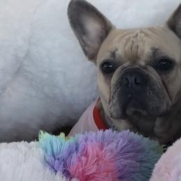 French Bulldogs from Bells Frenchies